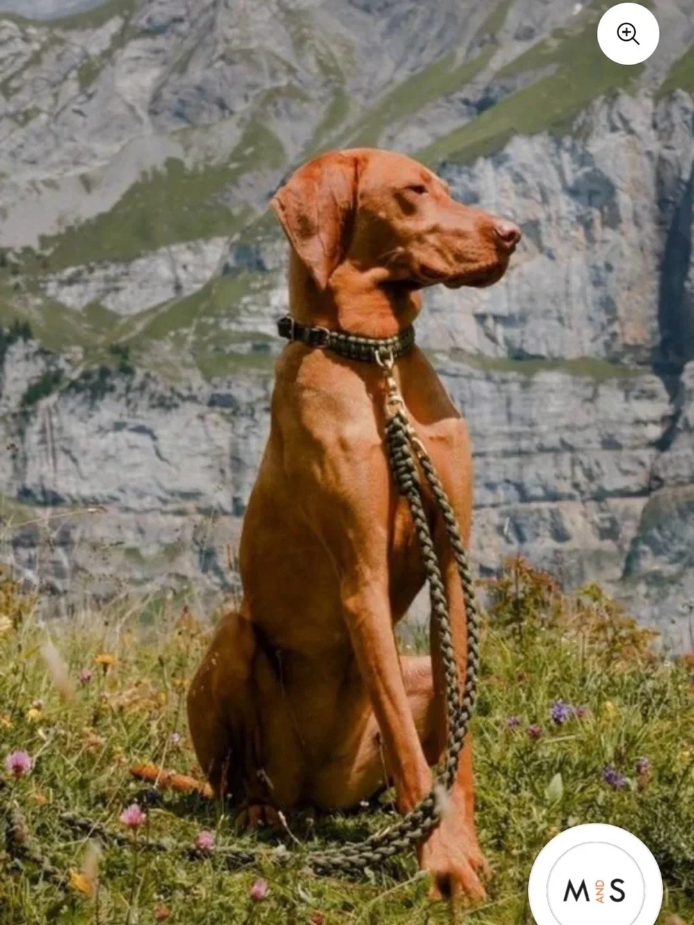 Molly & Stitch Touch of Leather Dog Collar Size M - military and brass